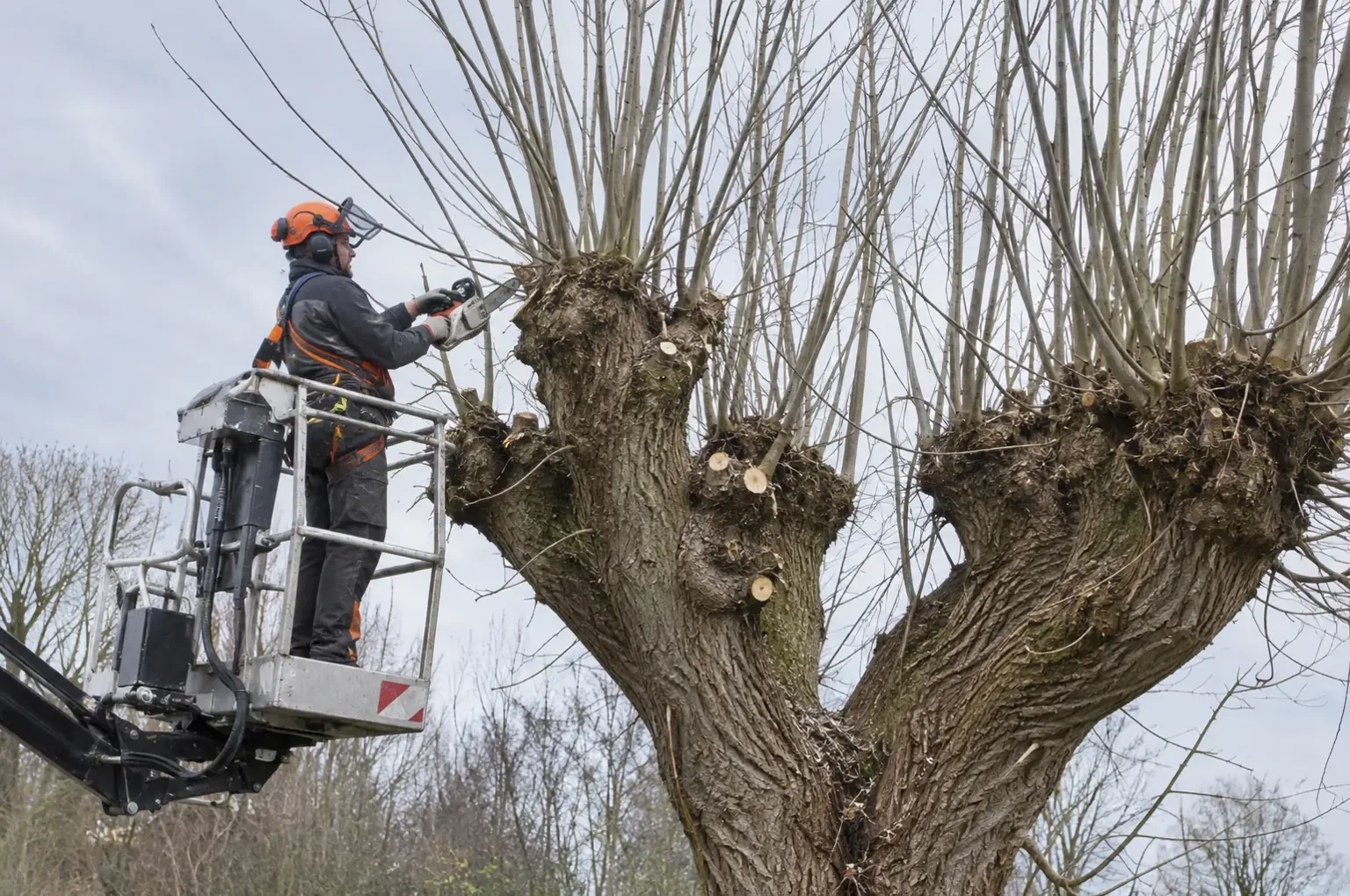 Tree pollarding — Arborist in an elevated access platform cutting willow regrowth at established swollen pollard heads.
